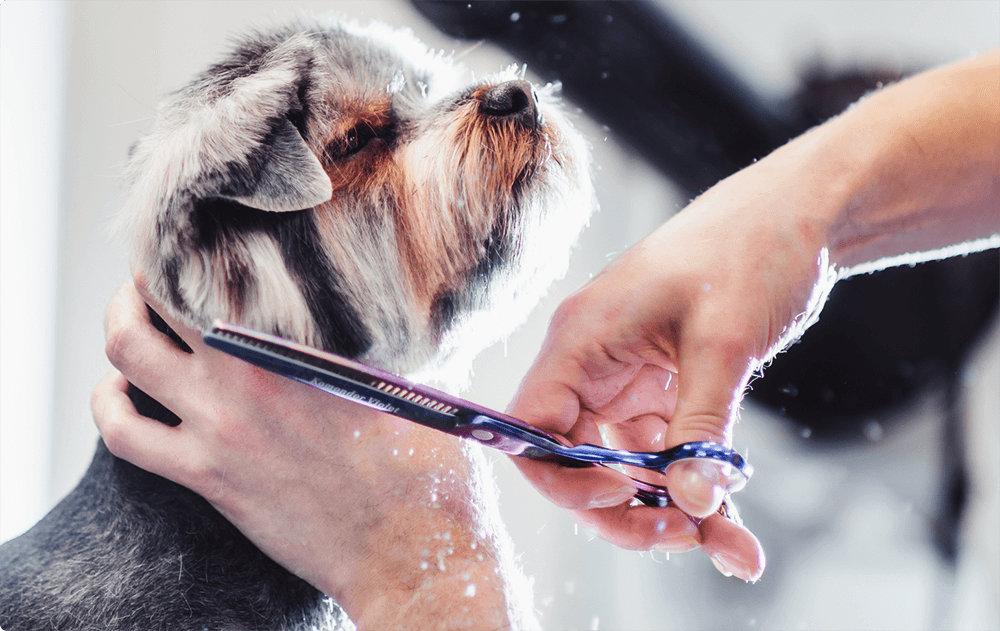 Grooming Pets With Sensitive Skin